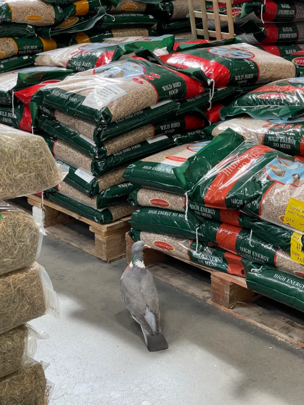 Bird food and pigeons