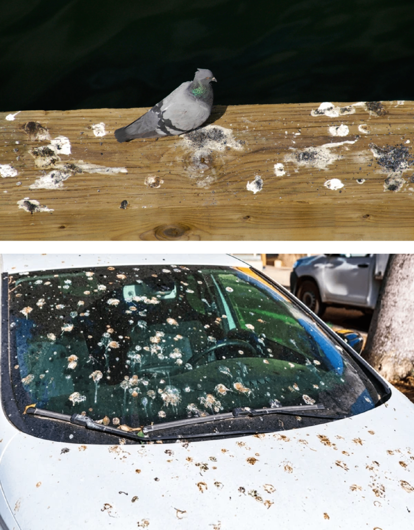 Pigeon damage on property